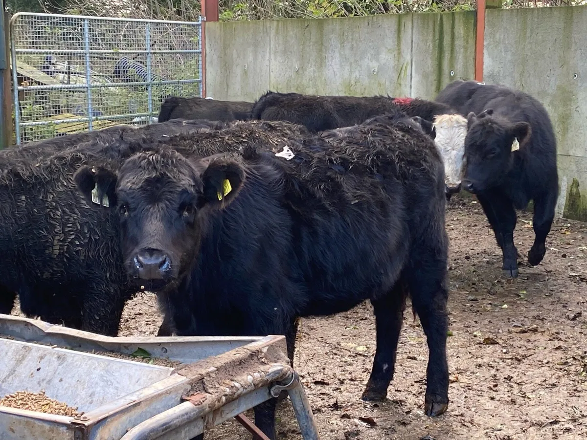 9 Suckler Bred Angus Hefs  ( No Moves ) - Image 2