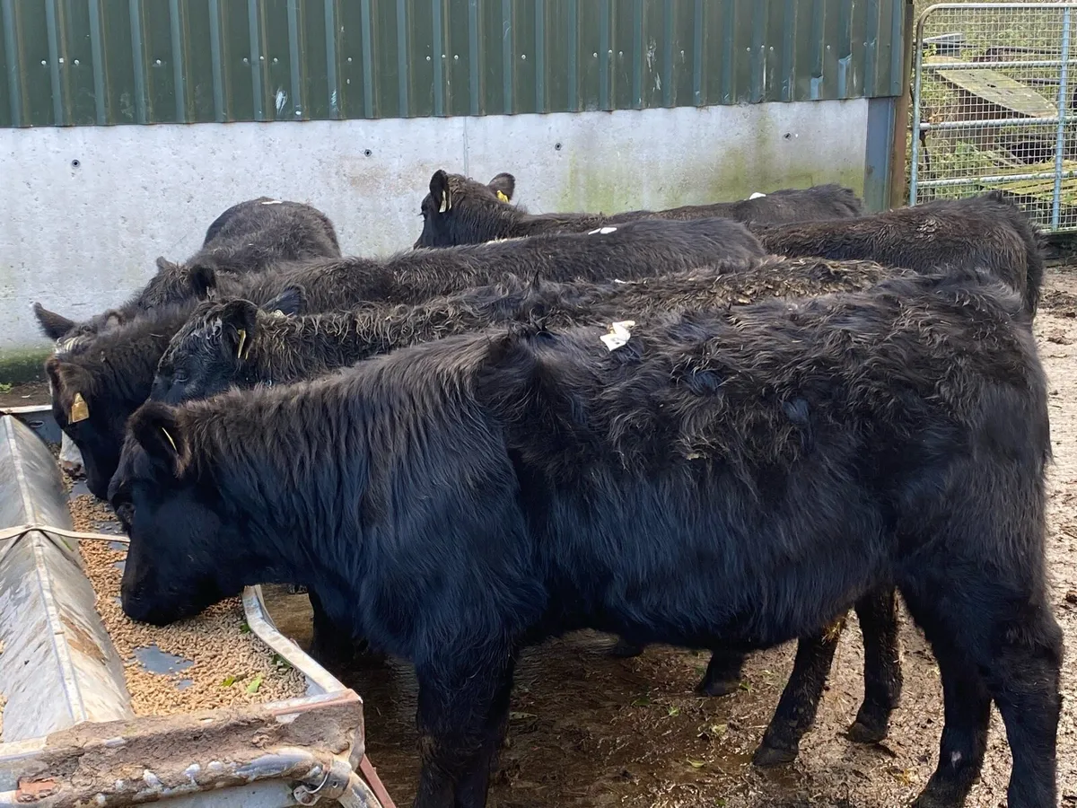 9 Suckler Bred Angus Hefs  ( No Moves ) - Image 3