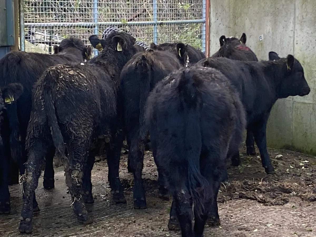 9 Suckler Bred Angus Hefs  ( No Moves ) - Image 4