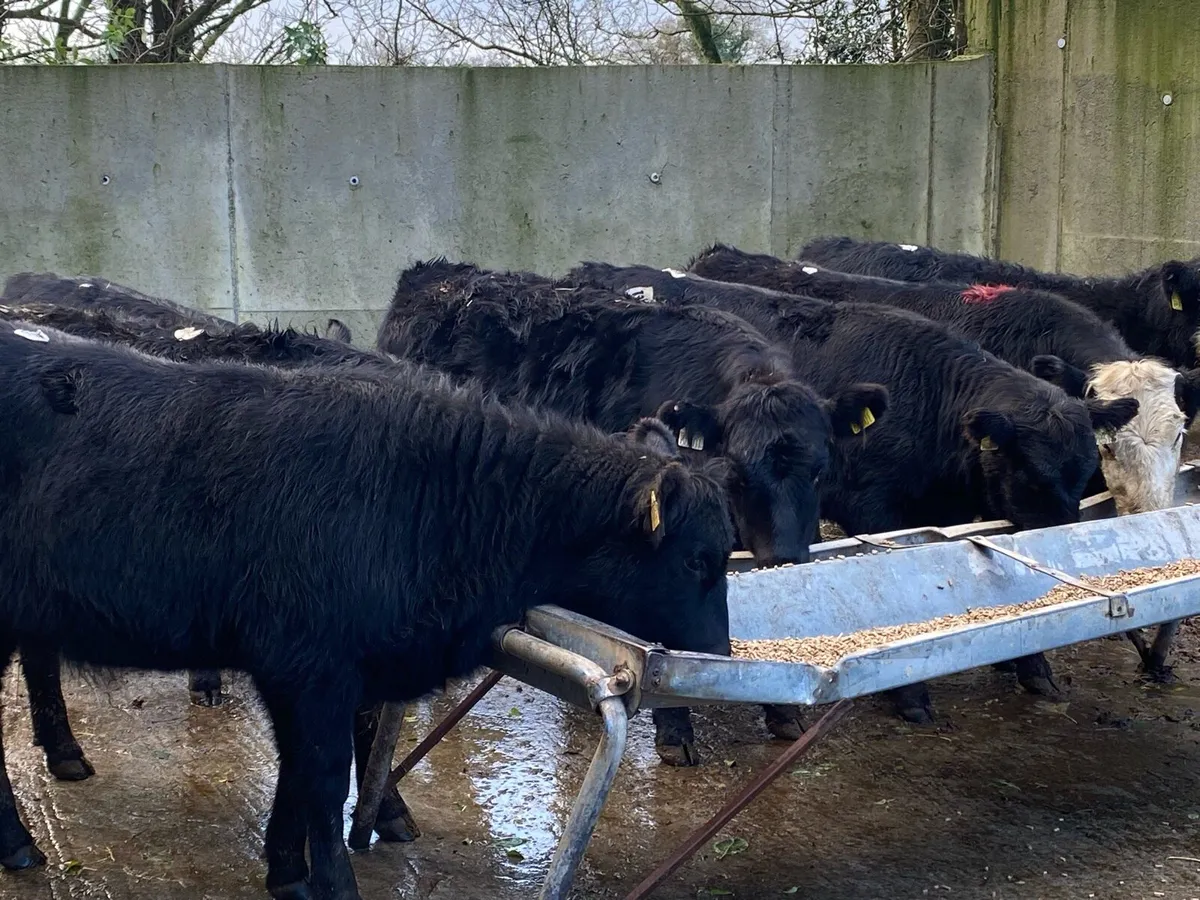 9 Suckler Bred Angus Hefs  ( No Moves ) - Image 1