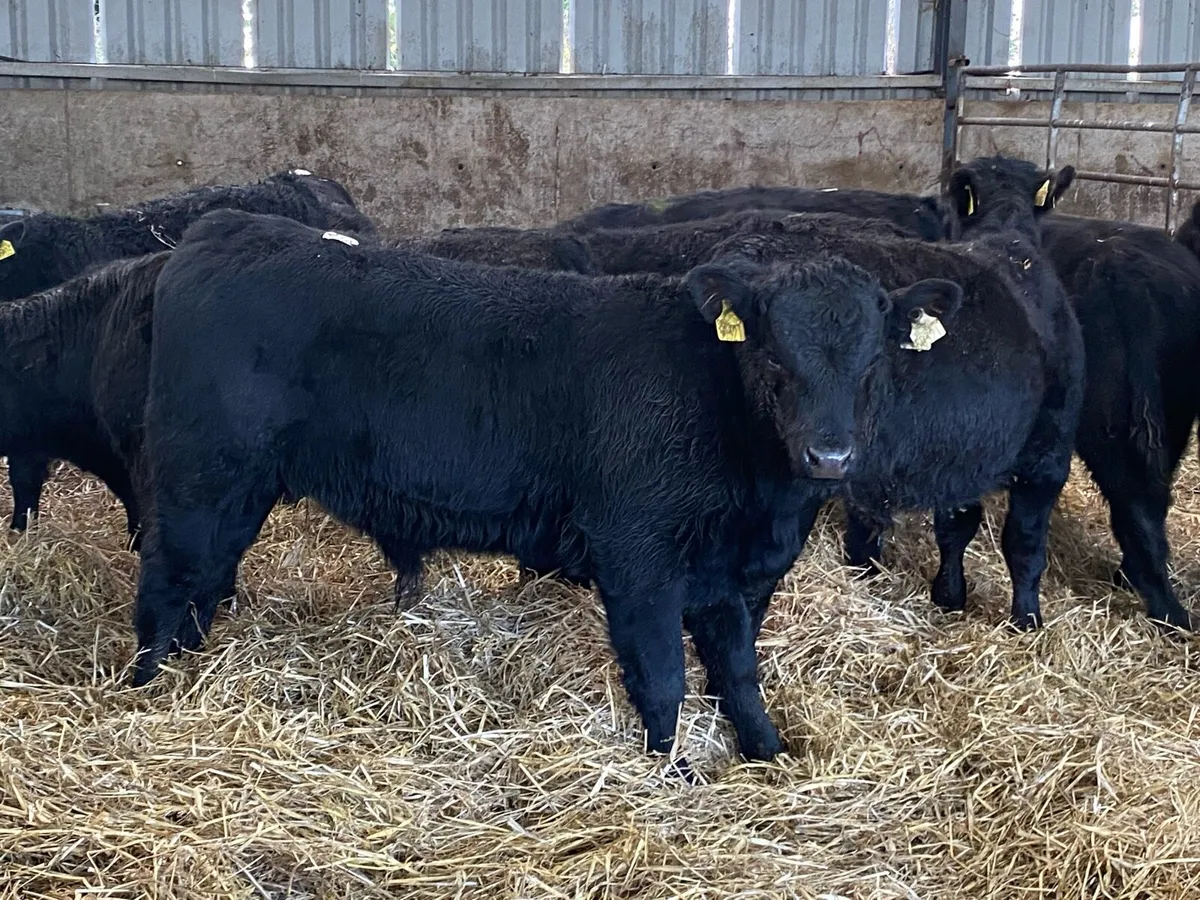 11 Suckler Bred Angus Bullocks (No Moves) - Image 1