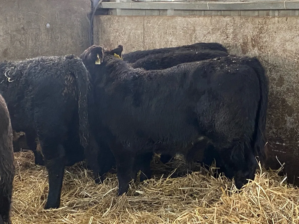11 Suckler Bred Angus Bullocks (No Moves) - Image 2