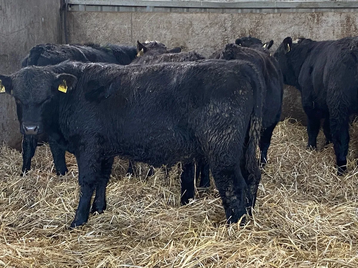 11 Suckler Bred Angus Bullocks (No Moves) - Image 3