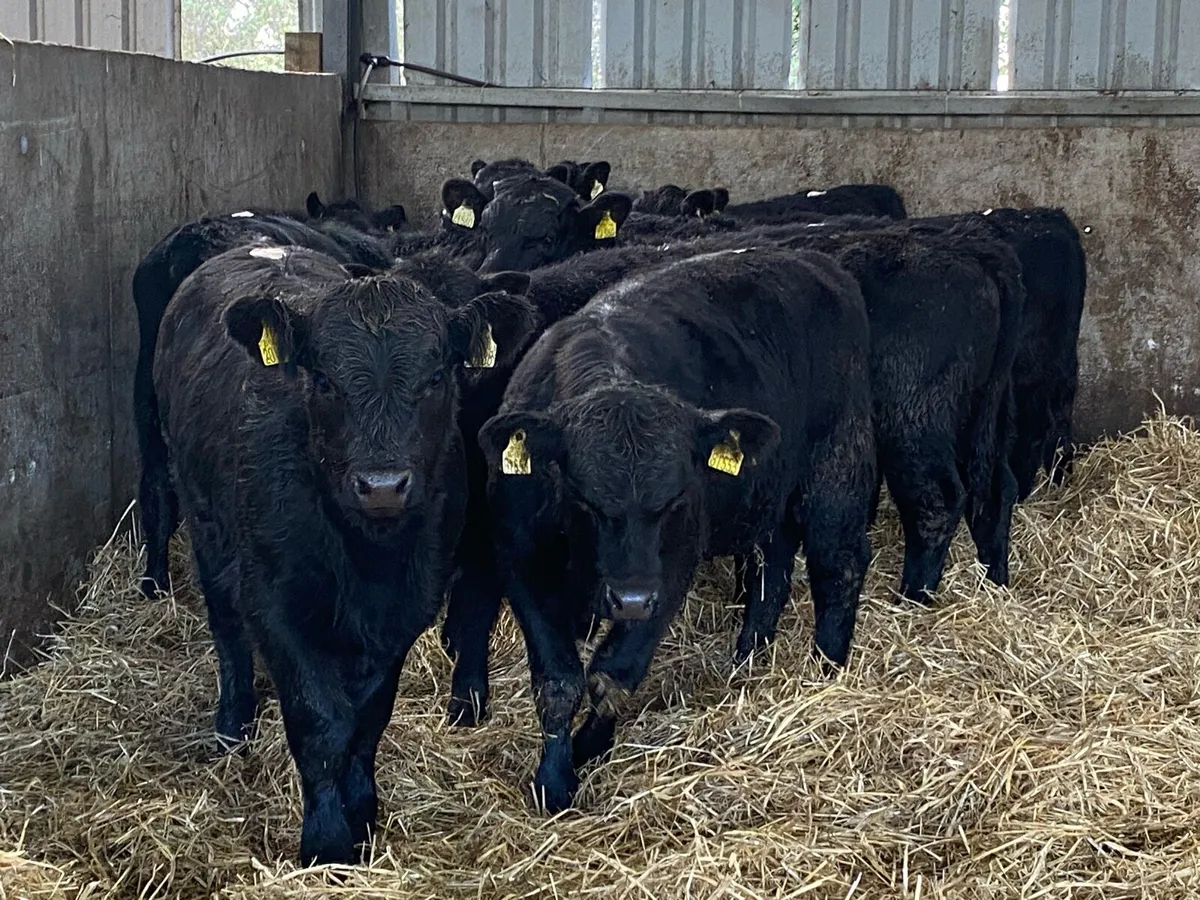 11 Suckler Bred Angus Bullocks (No Moves) - Image 4