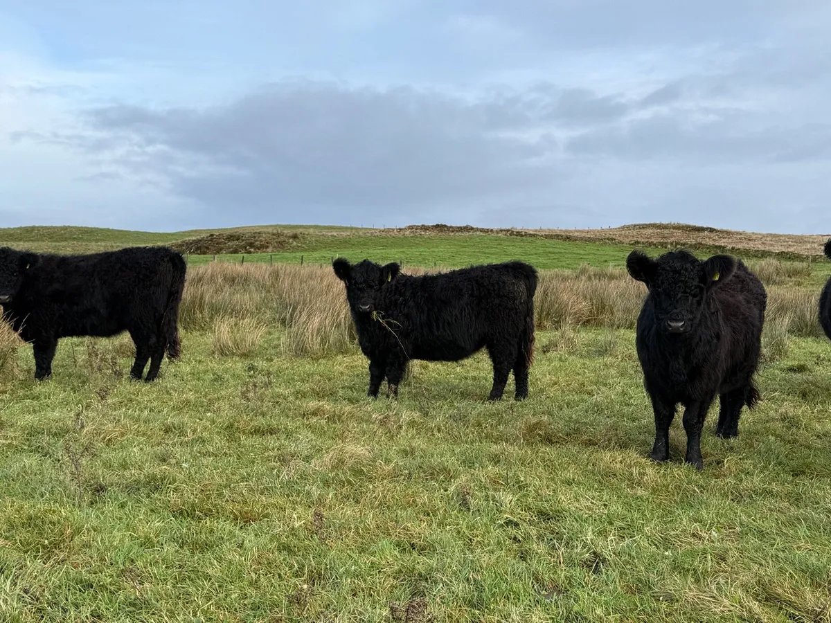 Galloway Heifers - Image 3