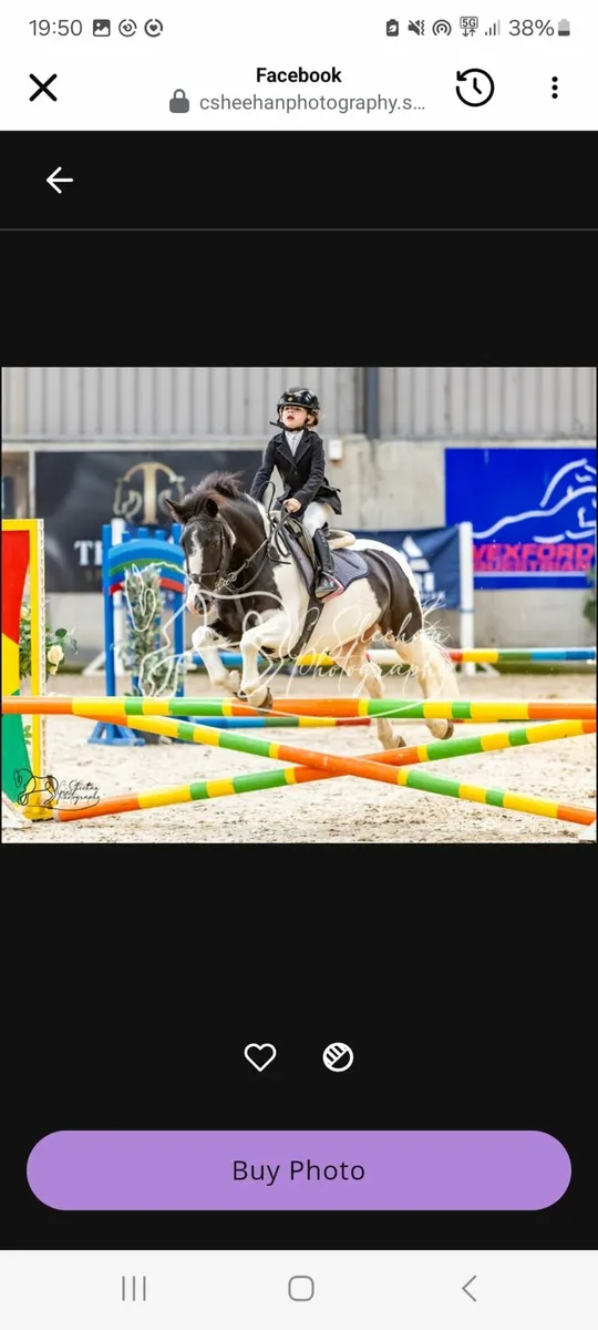 128 Grade A show jumping pony - Image 2