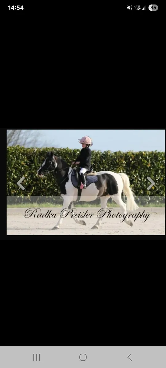 128 Grade A show jumping pony - Image 3