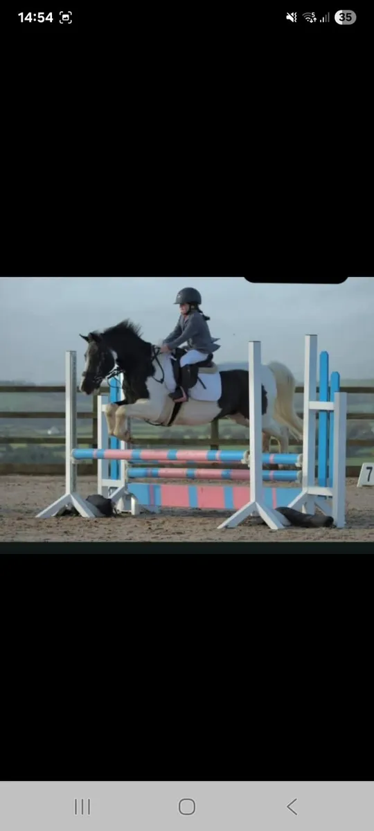 128 Grade A show jumping pony - Image 4