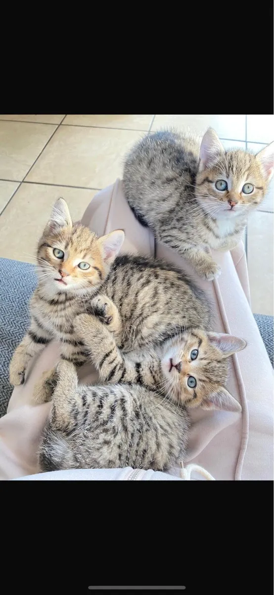 Tabby kittens for sale - Image 1