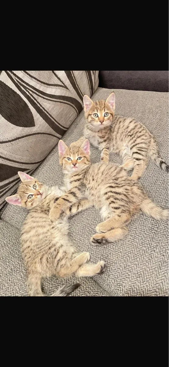 Tabby kittens for sale - Image 2