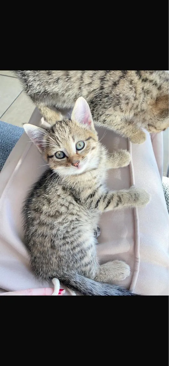 Tabby kittens for sale - Image 3