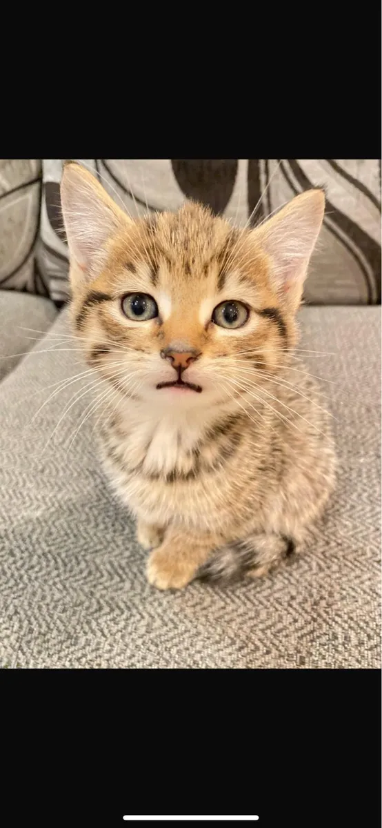 Tabby kittens for sale - Image 4