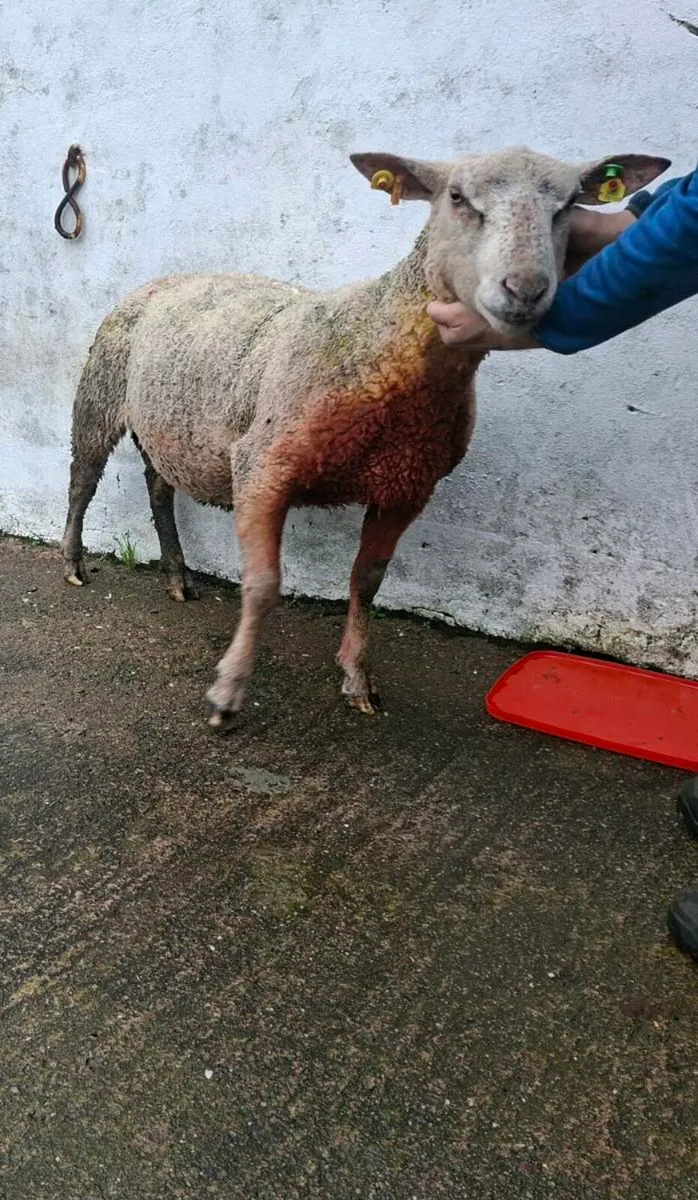 SIS Charollais ram - Image 1