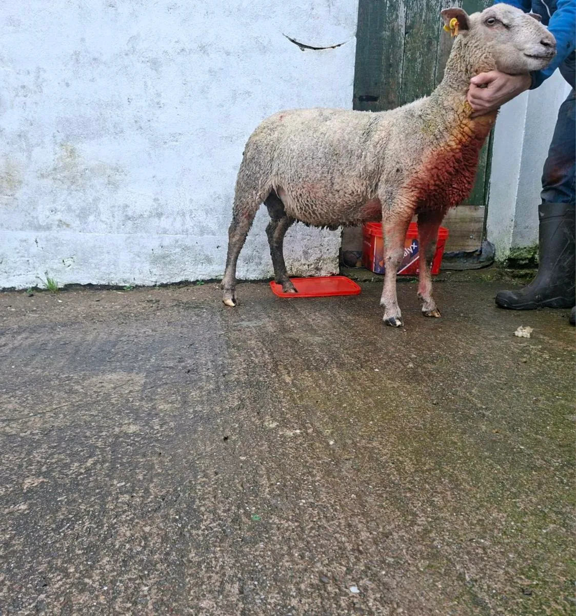SIS Charollais ram - Image 2