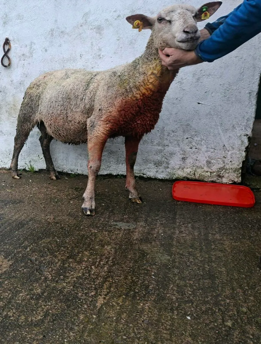 SIS Charollais ram - Image 3