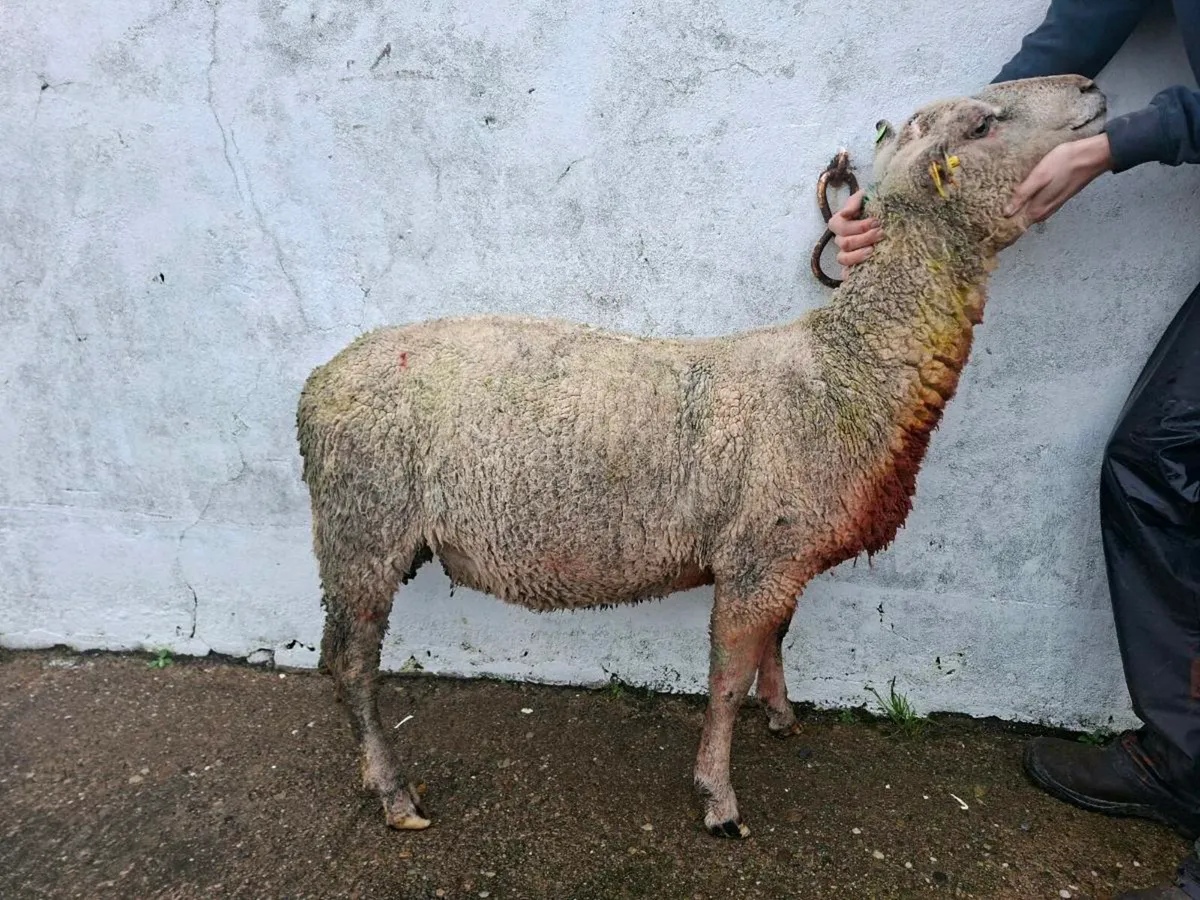 SIS Charollais ram - Image 4