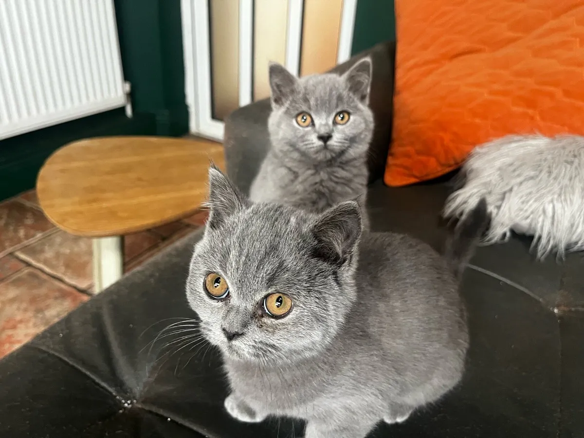 British Shorthair - Image 1