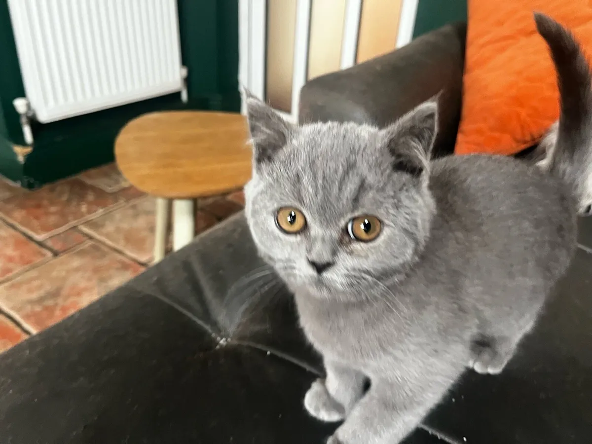 British Shorthair - Image 2