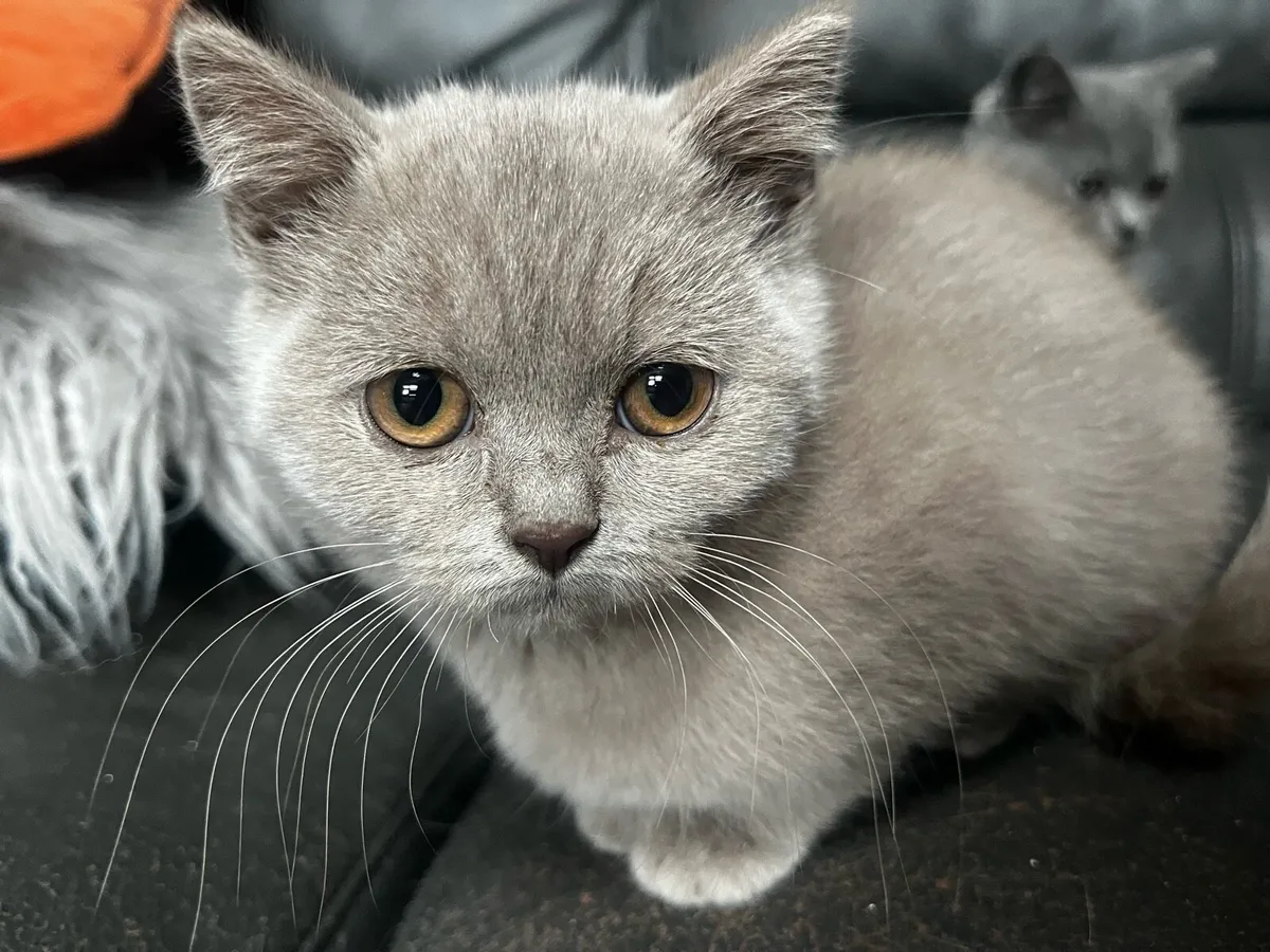 British Shorthair - Image 3