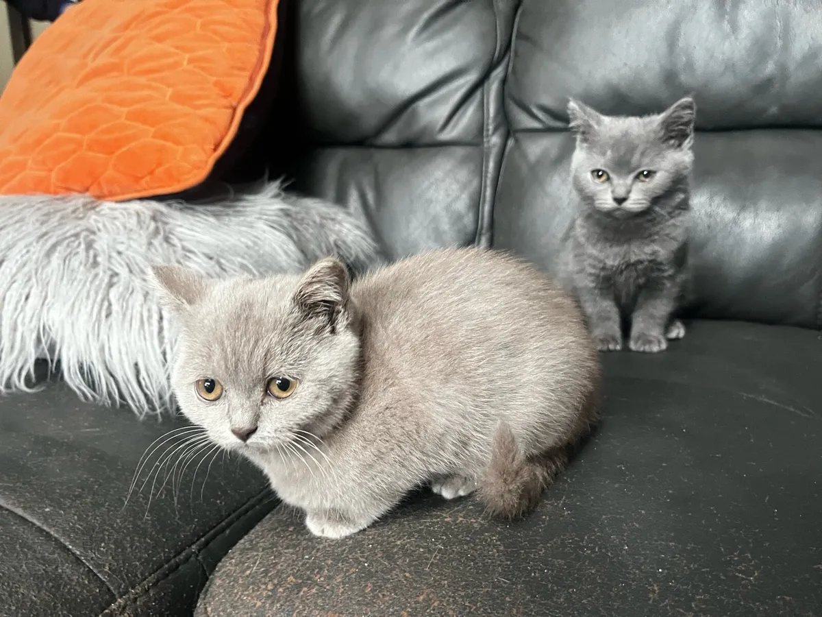 British Shorthair - Image 4