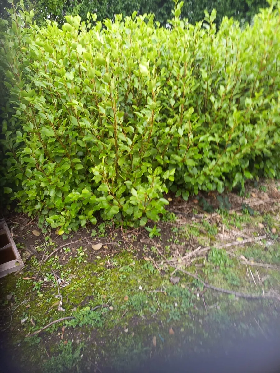 Hedging - Image 1
