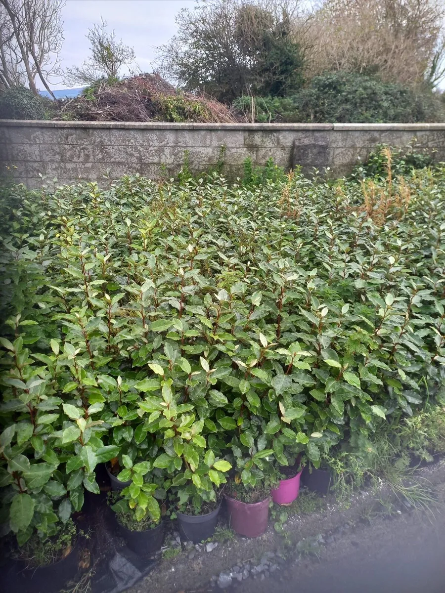 Hedging - Image 3