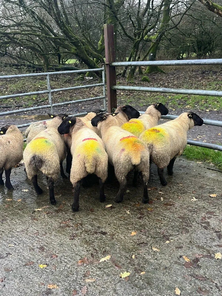 💥10  smashing inlamb ewes 💥 - Image 3