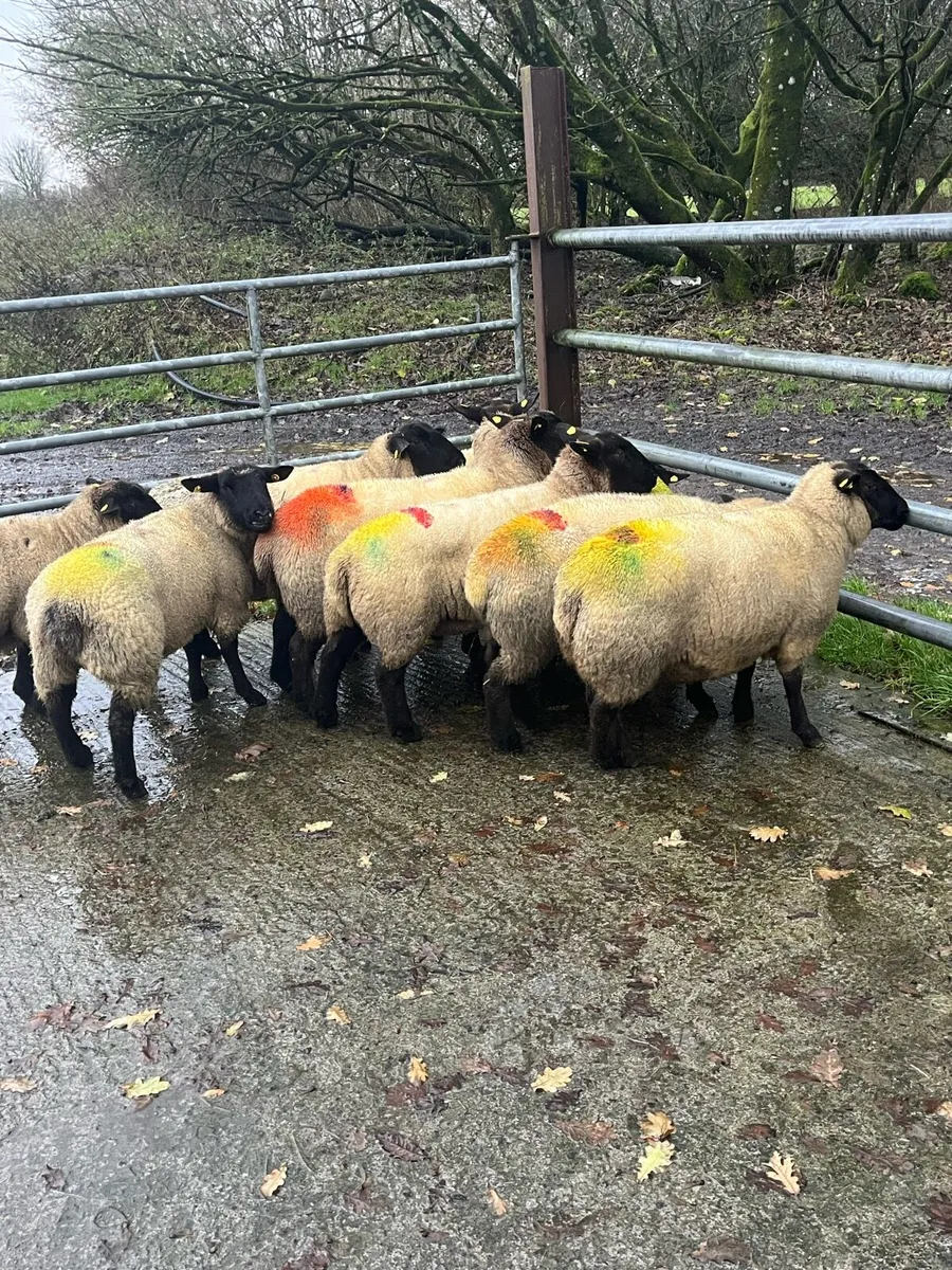 💥10  smashing inlamb ewes 💥 - Image 4