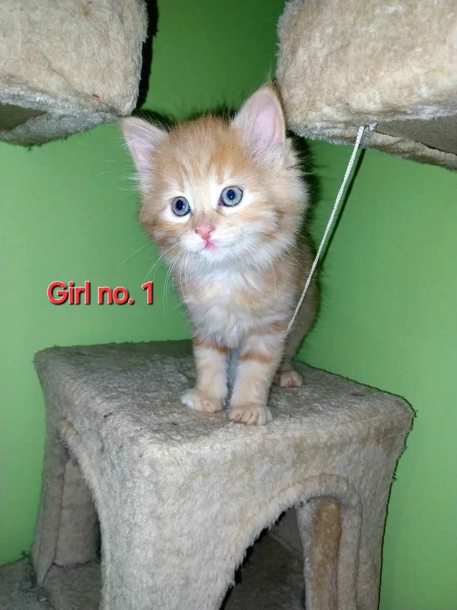 Four adorable female kittens - Image 1