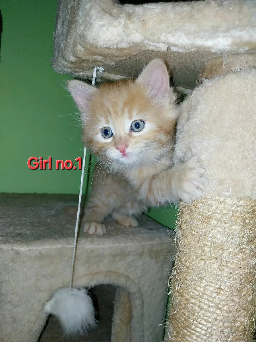 Four adorable female kittens - Image 2