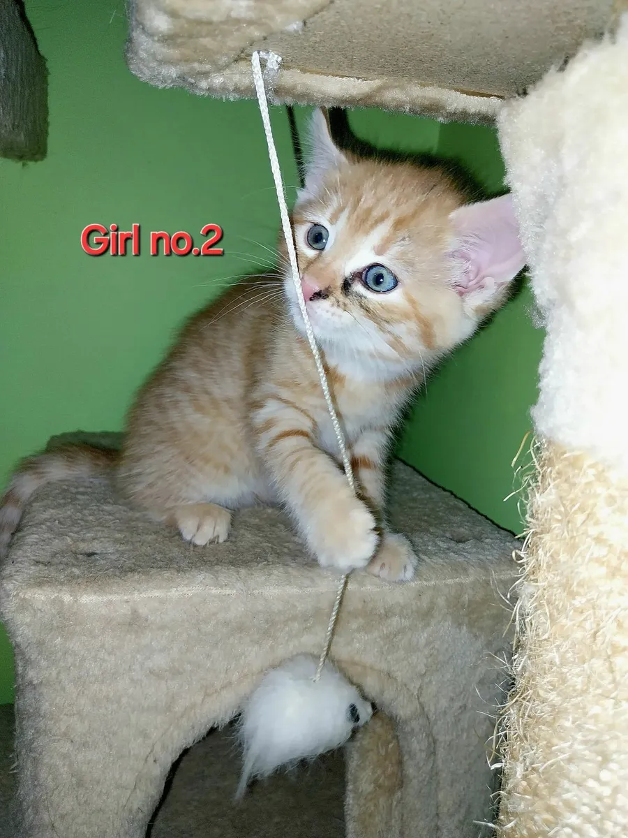 Four adorable female kittens - Image 3