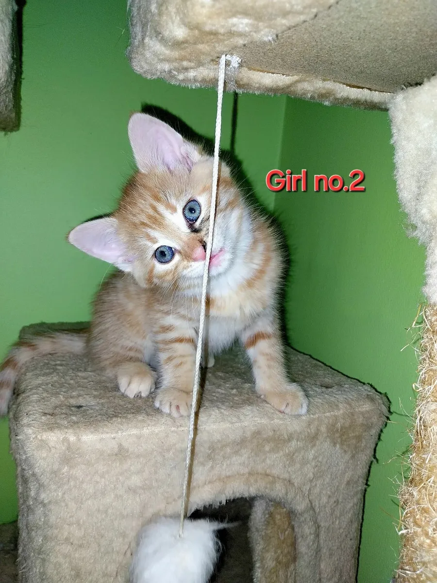 Four adorable female kittens - Image 4