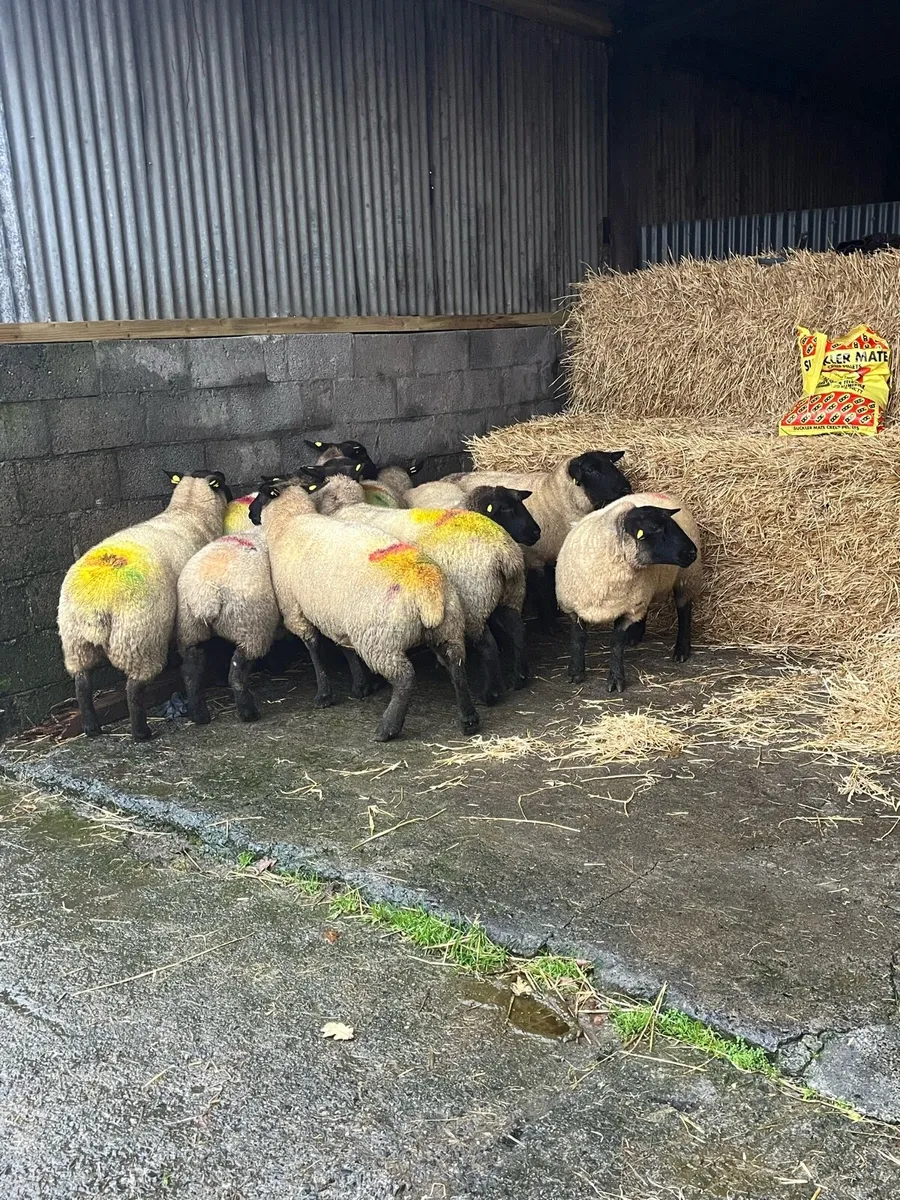 💥10  smashing inlamb ewes 💥 - Image 2