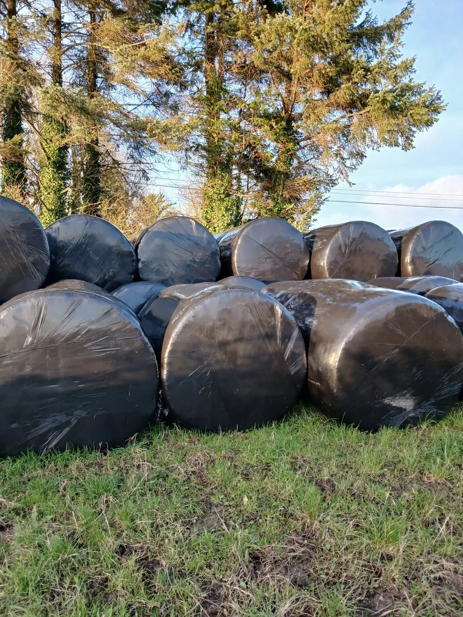 SILAGE BALES - Image 2