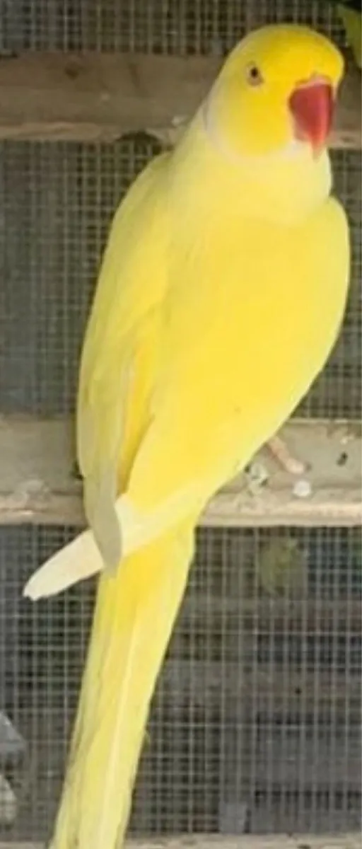 Rainbow Lorrikeets - Image 2