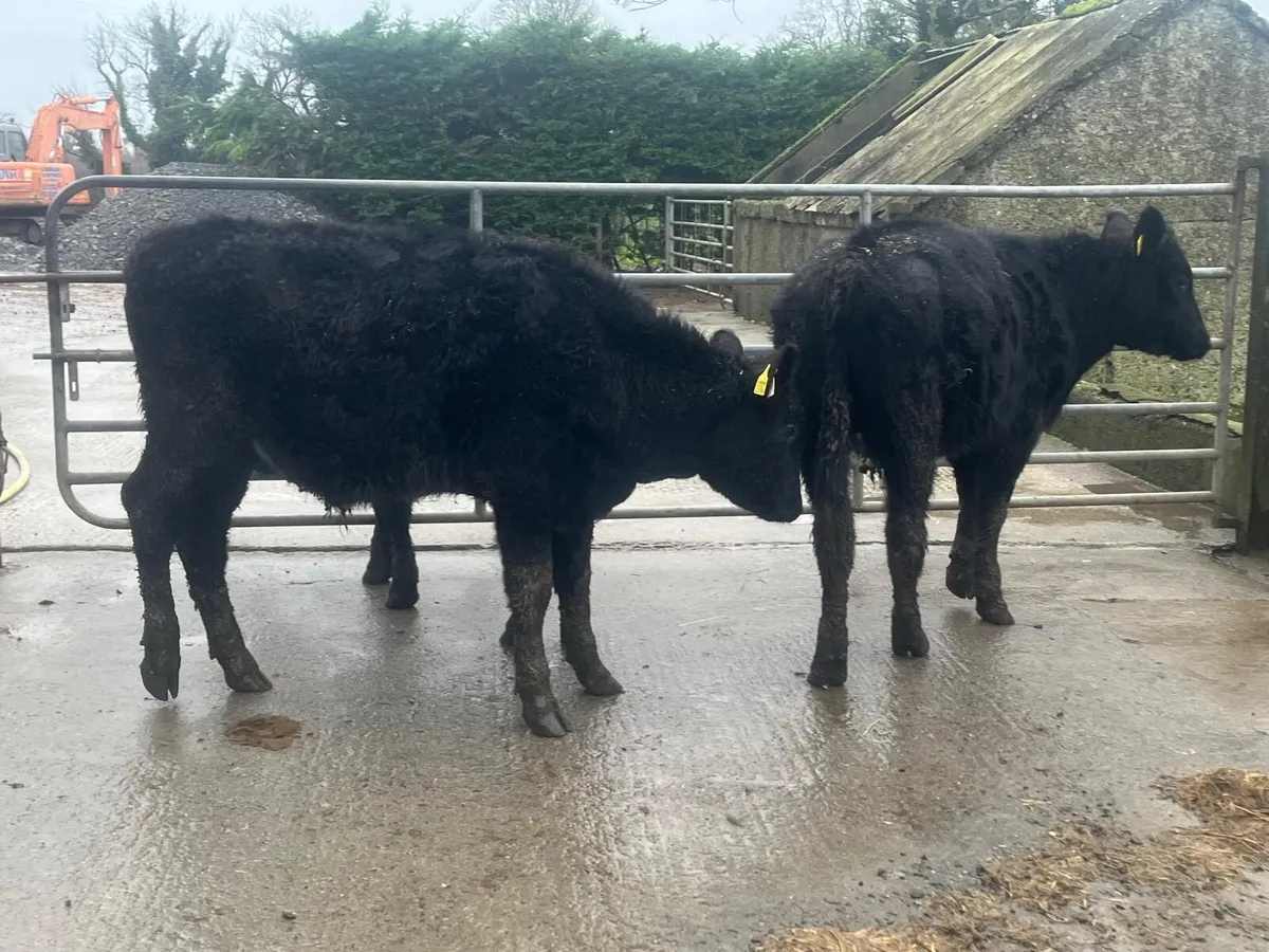 3 super Angus bull weanlings - Image 1