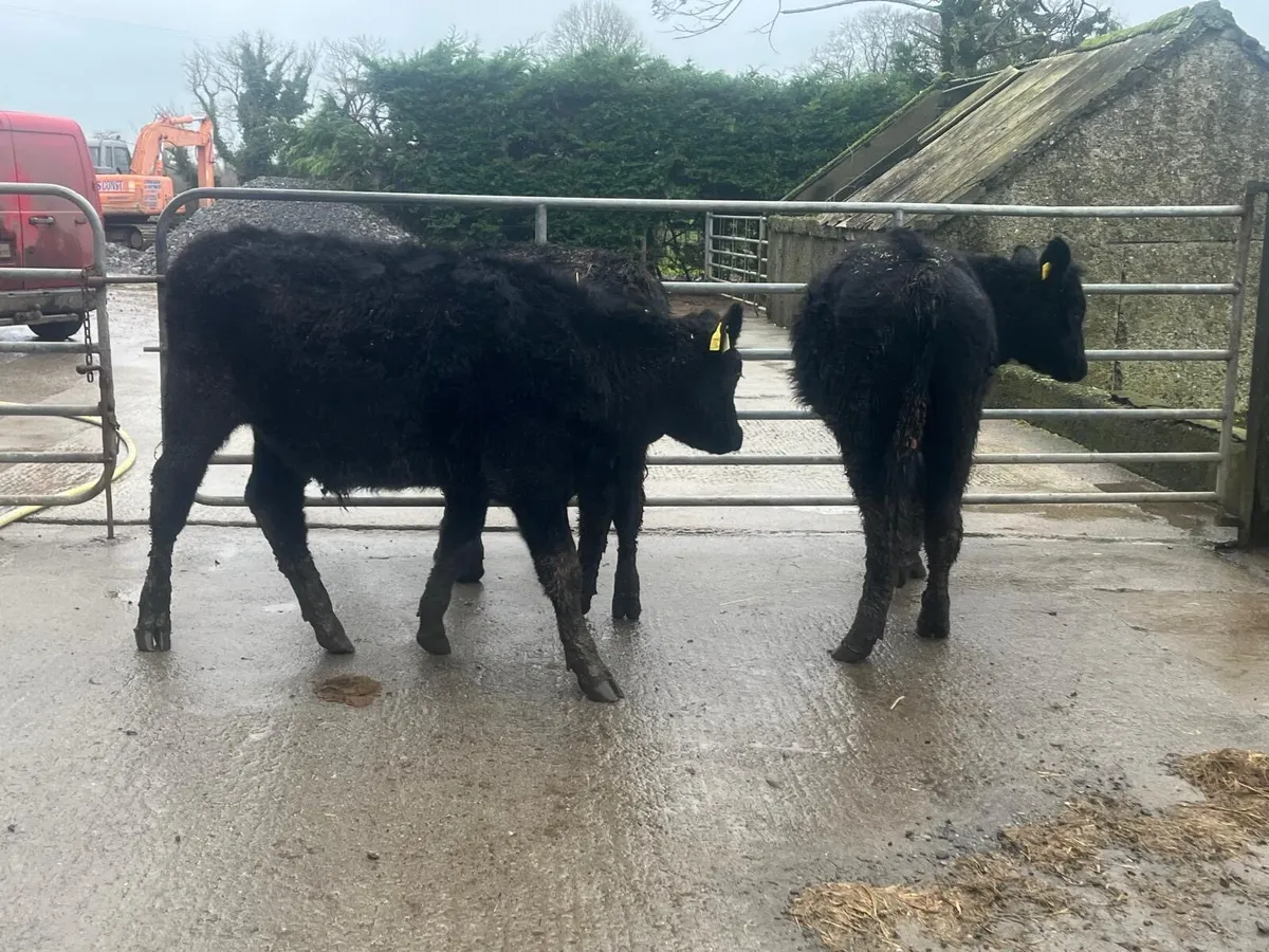 3 super Angus bull weanlings - Image 2