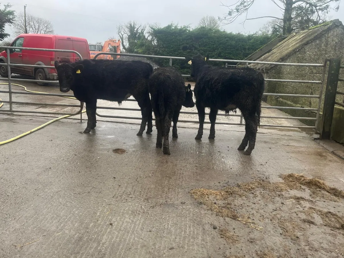 3 super Angus bull weanlings - Image 3