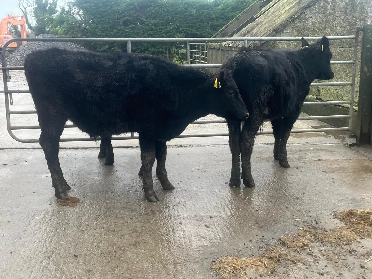 3 super Angus bull weanlings - Image 4