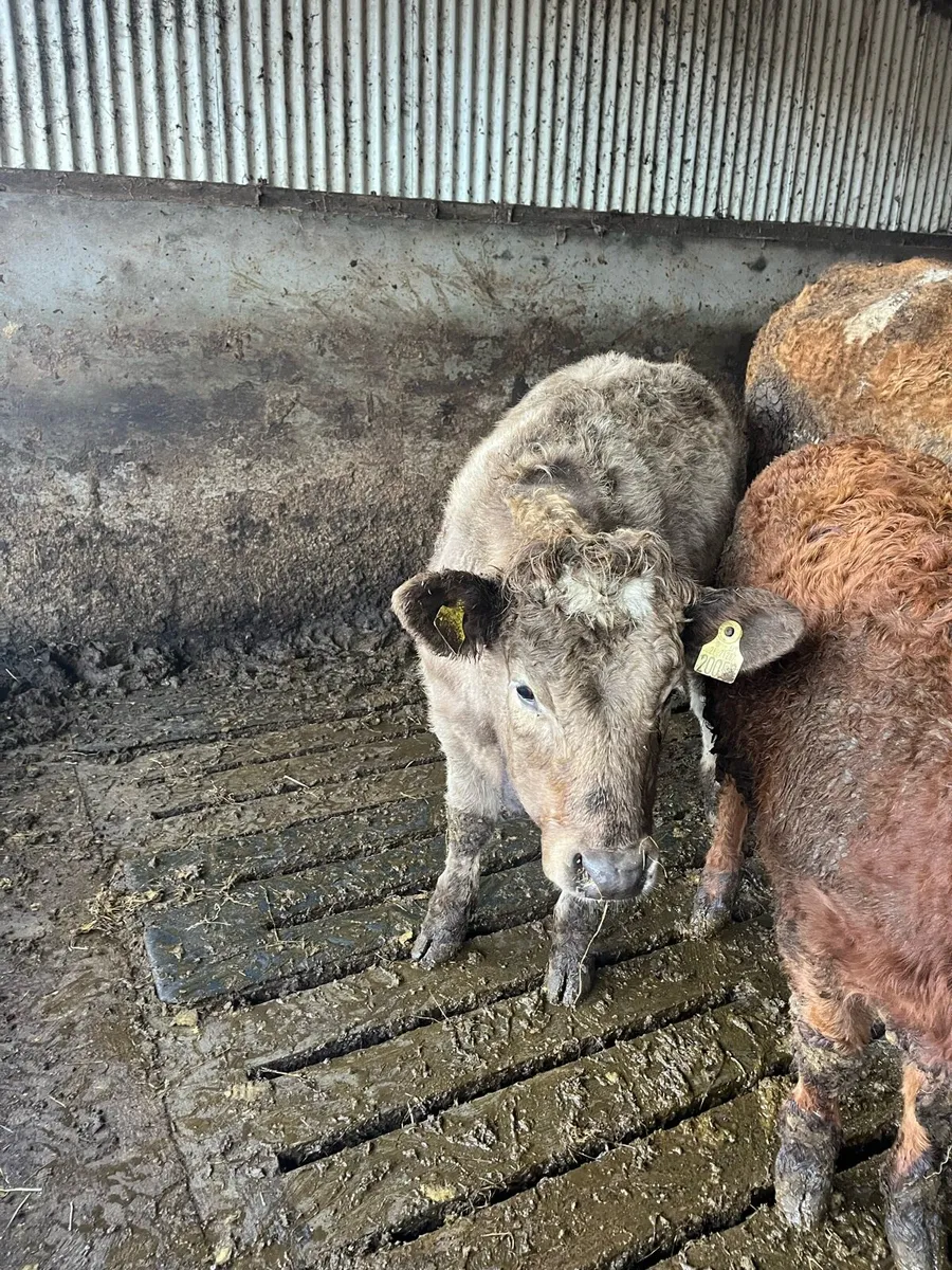 Chx Suckler wealings - Image 1