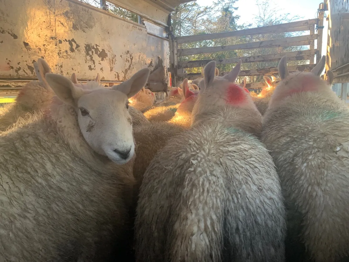 PB North County Cheviot Hoggets - Image 1