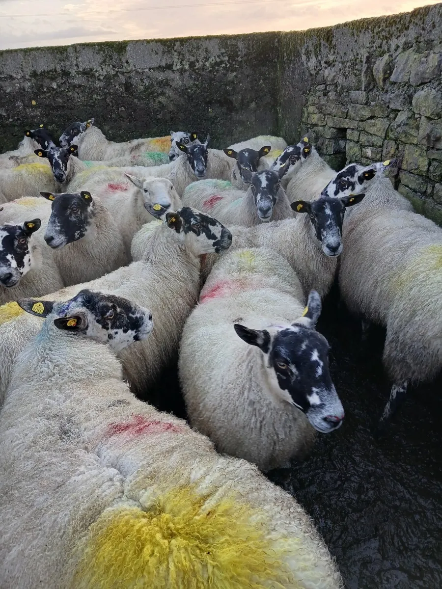 EWE'S - Image 4