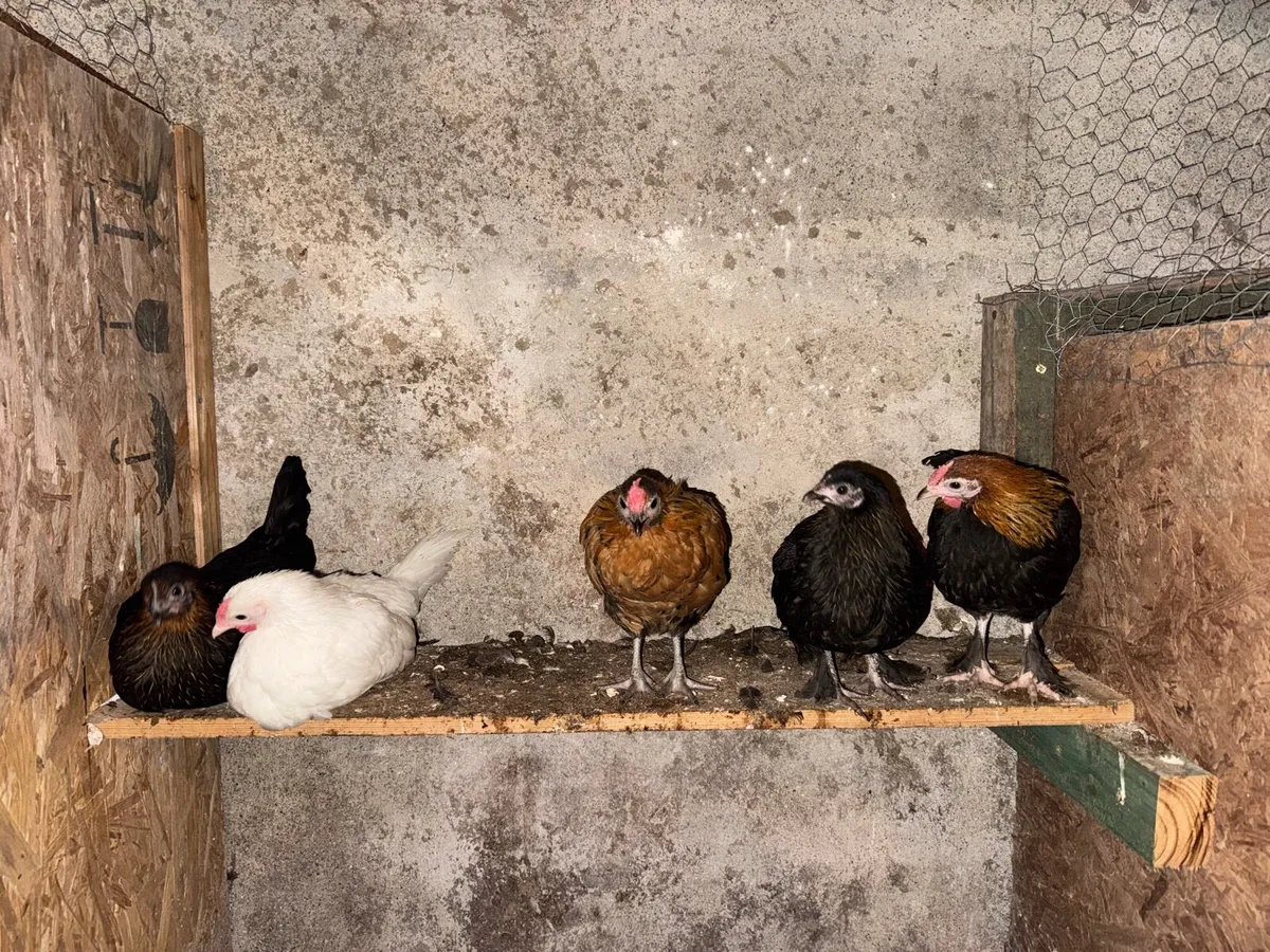 Roosters and bantam pullets for sale - Image 3
