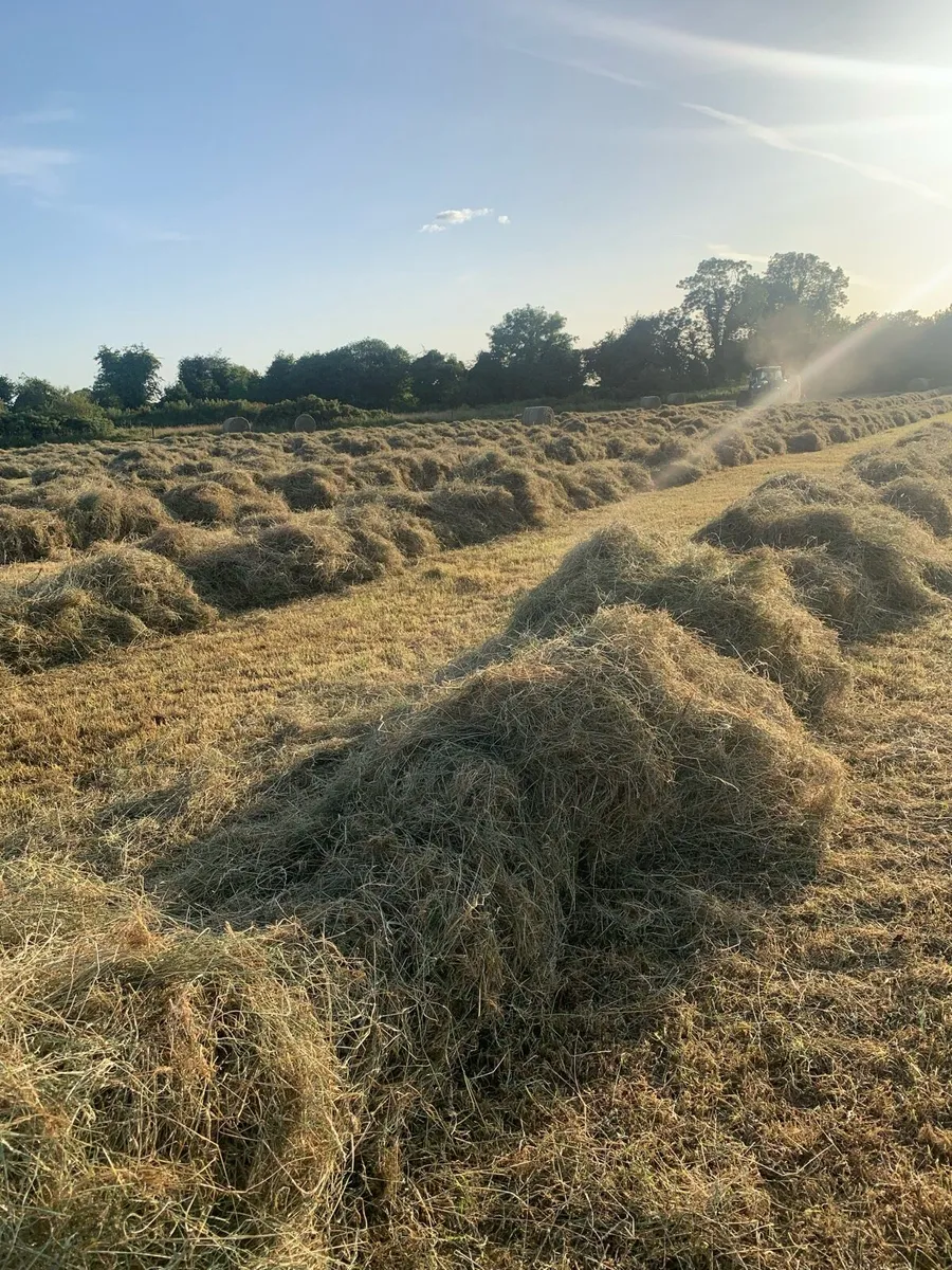 Hay - Image 1