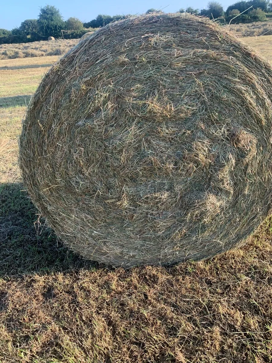 Hay - Image 2