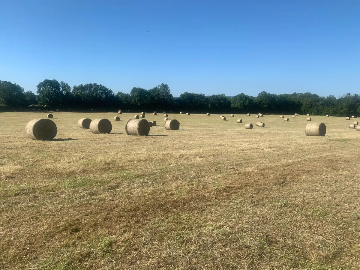 Hay - Image 3