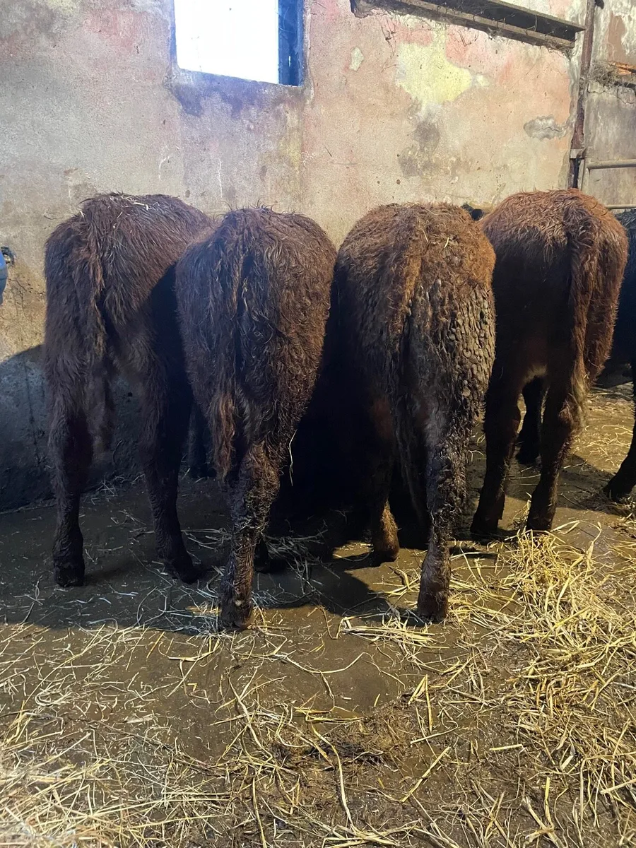 Limousine Weanling Heifers - Image 1