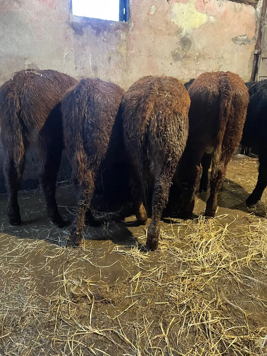 Limousine Weanling Heifers - Image 2