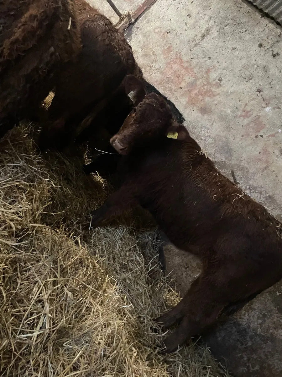 Limousine Weanling Heifers - Image 3