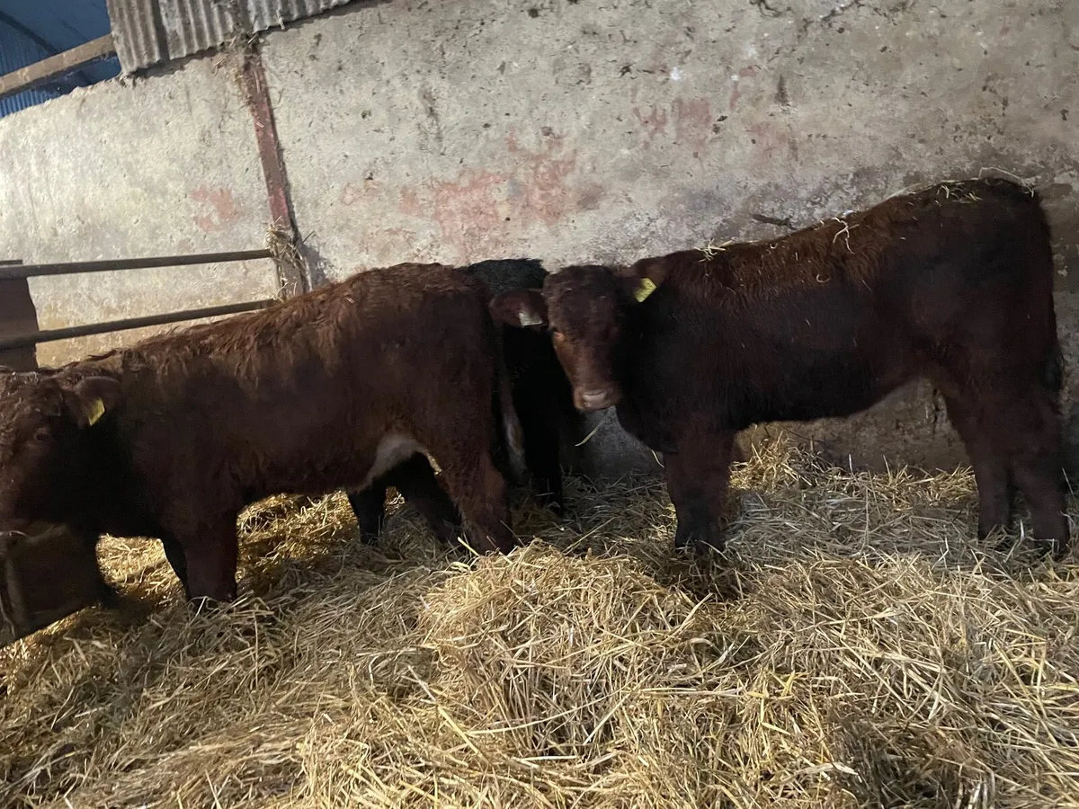 Limousine Weanling Heifers - Image 4